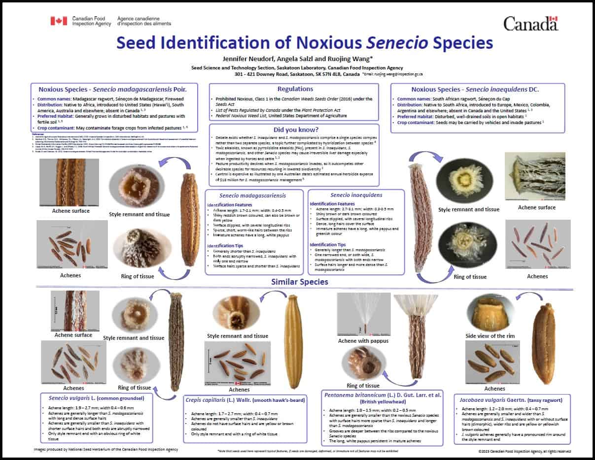 Seed Identification of Noxious Senecio species